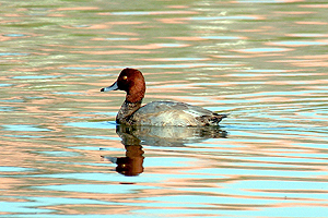 Redhead Duck